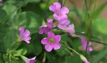 有些小草比花还重要