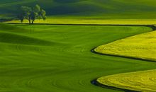 别让绿色从眼前消失