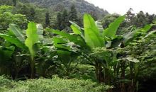 生命力顽强的芭蕉树