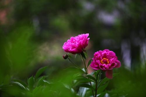 鲜花季节