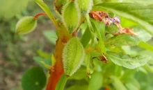 让鲜花结出果实