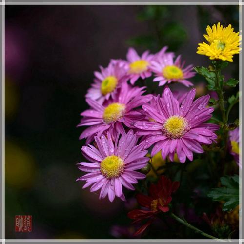 当菊花盛开时