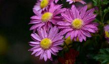 在菊花盛开的时候