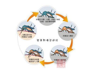 打倒登革热，从清洁家里开始