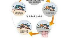 对抗登革热，从清洁家园做起