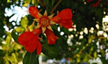 我爱家乡的石榴花