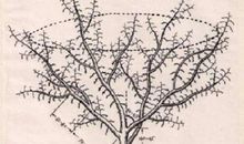 我心中的那棵枣树