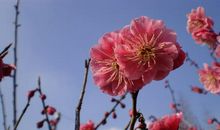 只许庭花与月知