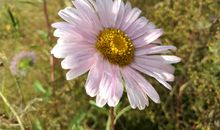 生命因顽强而美丽