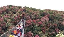 家乡的百里杜鹃