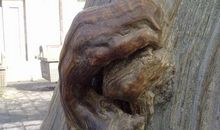 留一只耳朵听花开的声音