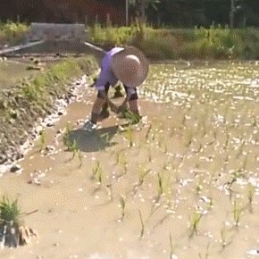米饭不容易