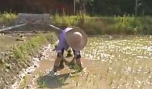 来之不易的米饭