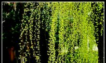 又是一年染绿时