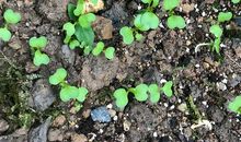 能不能让我快快长大