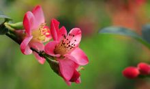 借得梅花一缕魂