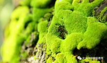 生在绿中的骄傲