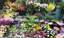 关爱只不过是一阵花香