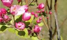 油菜花唯我独爱