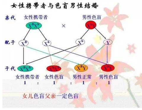 父亲的色盲