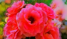 常愿心怀一处景