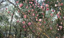 今年春天我很留恋