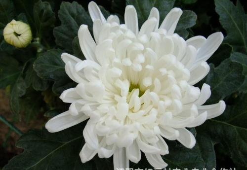 我喜欢白菊花