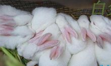 枫林的呼唤——读《枫林渡》有感