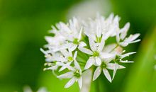 做颗坚韧的种子