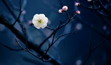 与你相识在那年叶落的秋天