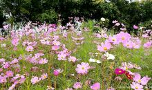 心中总有花落的声音