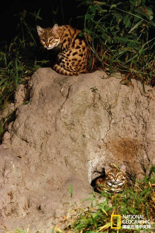 “老虎猫”继续