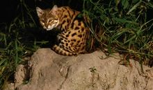 《虎猫对饮》续写