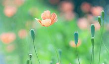 生活不是用来等待美好的