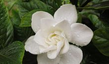 我和栀子花的故事