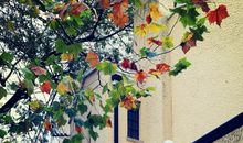 雨打梧桐添寂寥