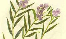 假如我是一株野百合