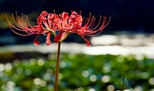 触摸花开的彼岸