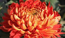 领略菊韵之郁香