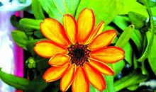 绽放在记忆里的那一朵花