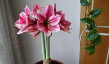 绽放的亲情之花