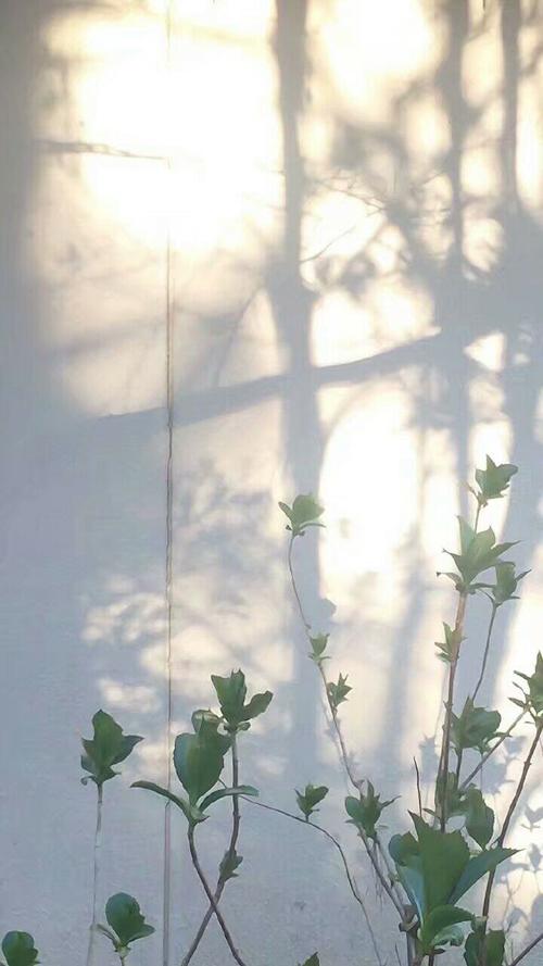 孤独的增长