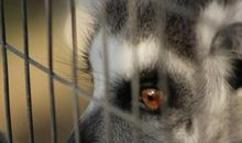 笼中的野生动物