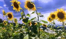 我心中的那一份灿烂而温馨的感动