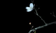 追逐悠悠的月光