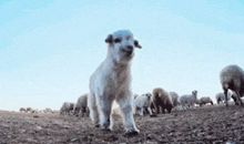 纷纷大雪，姗姗来迟