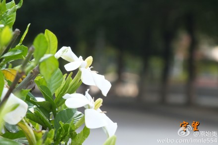 在栀子花调味料