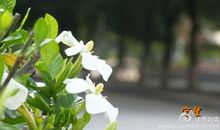 离别在栀子花开的季节