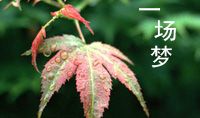 一场春雨一场梦
