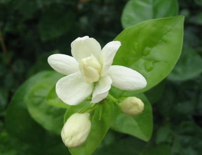 同伴茉莉花